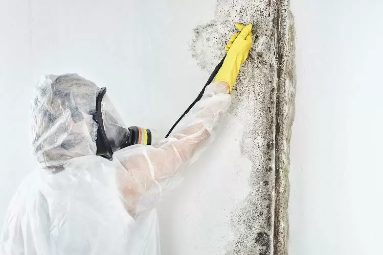 Mould Removal